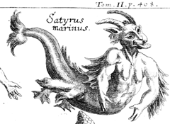 Satyrus marinus